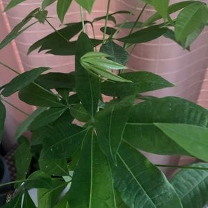 Meet your Posher, Omar